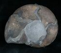 Sowerbyceras Ammonite - French, Alps #5804-1